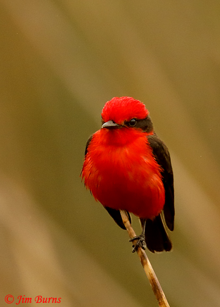 Vermilion Flycatcher male--6550