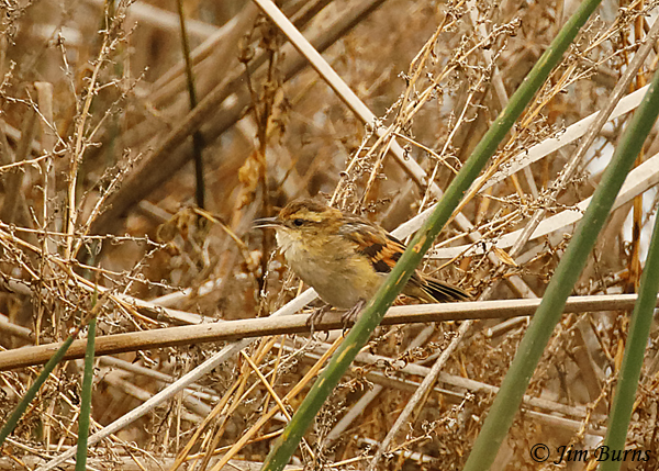 Wren-like Rushbird--6539
