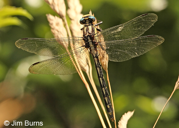 Pacific Clubtail female dorsal view, Lane Co., OR, July 2013