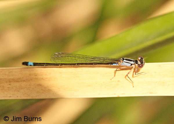 Pacific Forktail immature andromorph female, Maricopa Co., AZ, October 2011