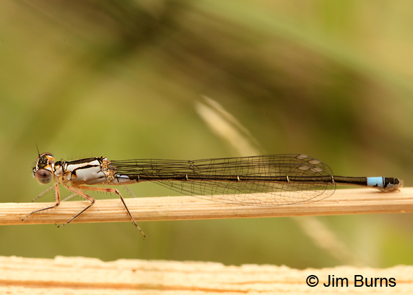 Pacific Forktail immature andromorph female, Santa Cruz Co., AZ, November 2011