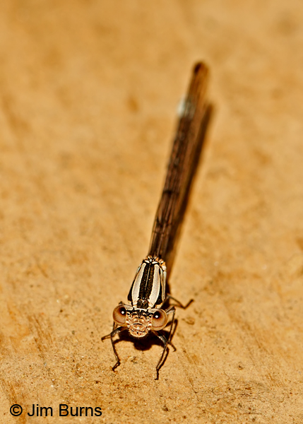 Pacific Forktail immature andromorph female, Maricopa Co., AZ, March 2012