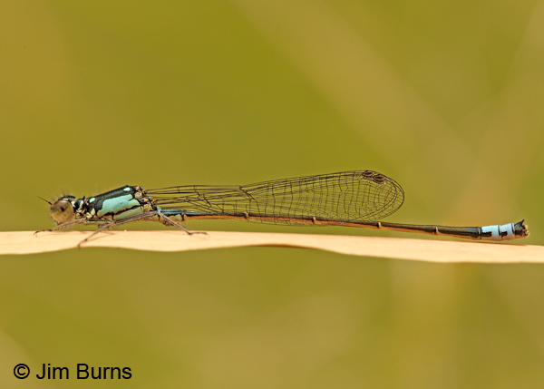 Pacific Forktail male, Santa Cruz Co., AZ, November 2011
