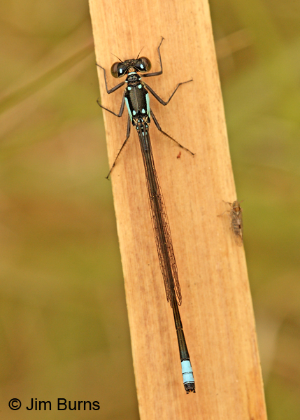 Pacific Forktail male dorsal view, Santa Cruz Co., AZ, November 2011