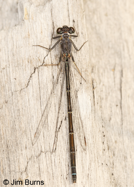Pacific Forktail mature female dorsal view, Klamath Co., OR, July 2013