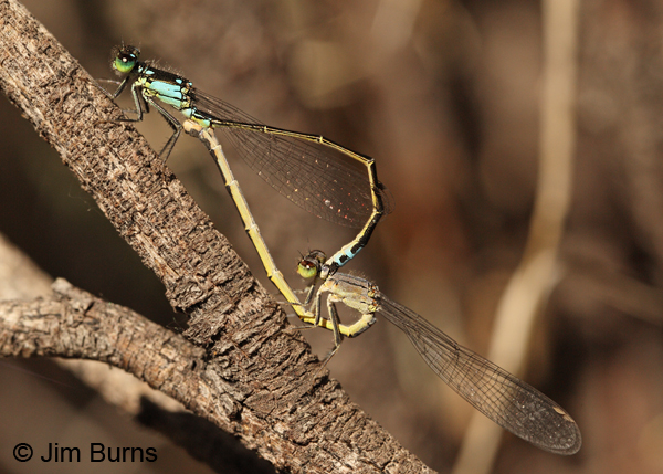 Pacific Forktail pair in wheel, Apache Co., AZ, June 2012