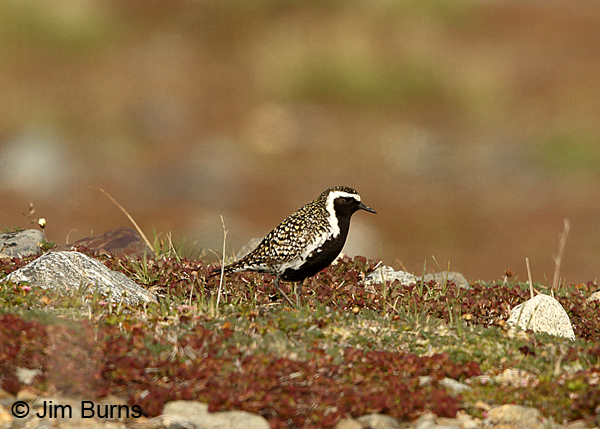 Pacific Golden-Plover