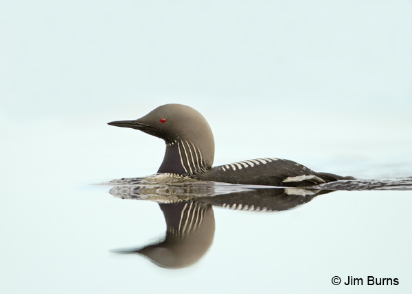 Pacific Loon breeding plumage