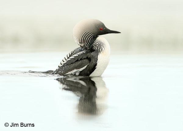 Pacific Loon shrug preening in water