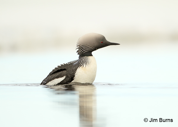 Pacific Loon with mousse