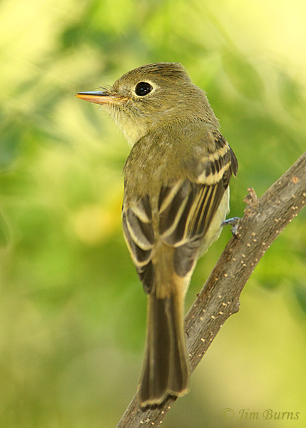 Pacific Slope Flycatcher lower mandible--0546