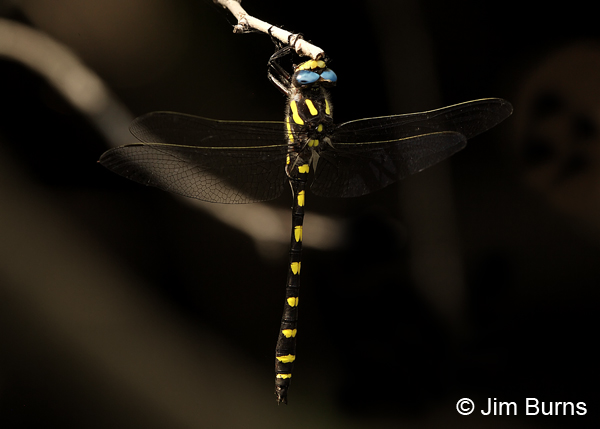 Pacific Spiketail male, Jackson Co., OR, July 2013