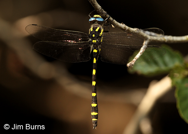 Pacific Spiketail male dorsal view, Jackson Co., OR, July 2013
