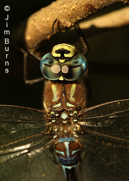 Paddle-tailed Darner male T-spot close-up, Klamath Co., OR, August 2015