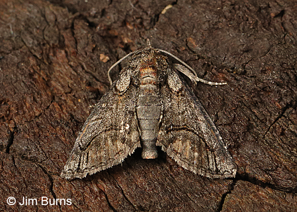 Paectes declinata, Arizona