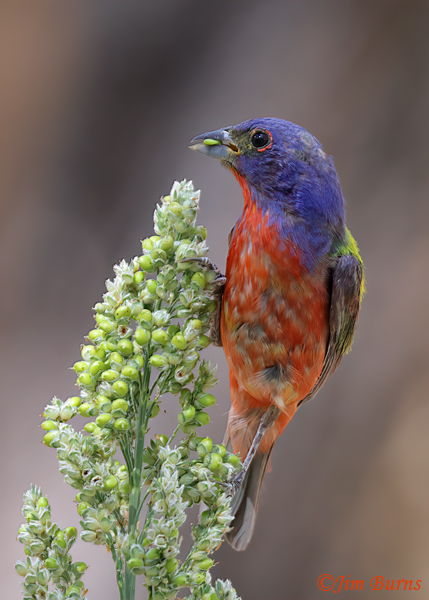 Painted Bunting first summer male feeding on millet #2--0986