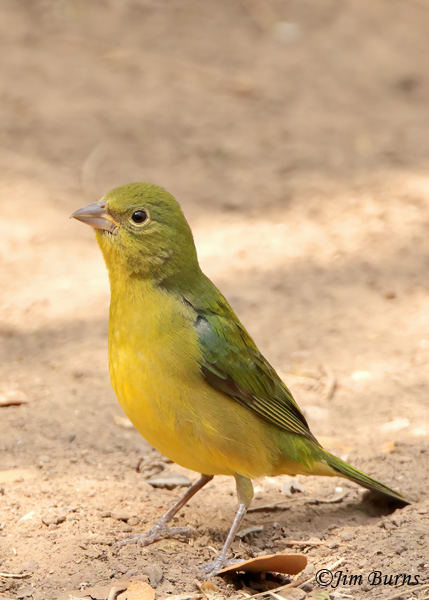 Painted Bunting female ventral view--1232