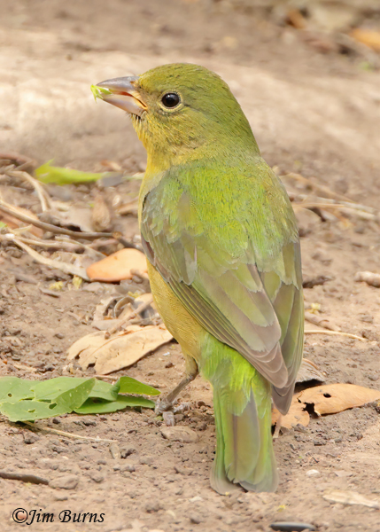 Painted Bunting female eating grasshead seeds--1237