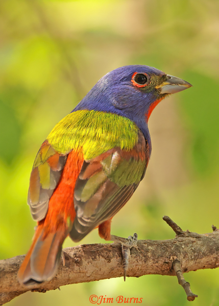 Painted Bunting male dorsal view #2--1263