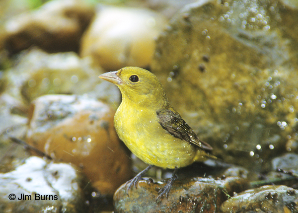 Painted Bunting female bathing