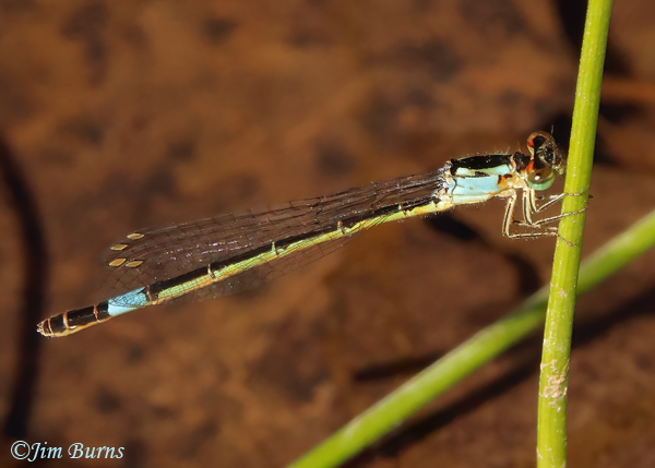 Painted Damsel older immature female, Santa Cruz Co., AZ, October 2022--3992