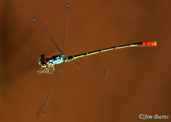 Painted Damsel adult male in flight, Santa Cruz Co., AZ, October 2022--4024