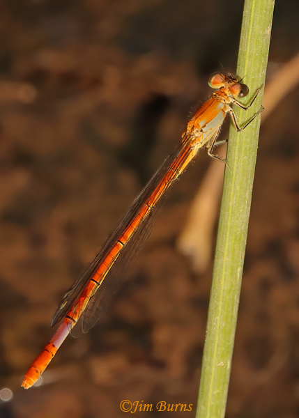 Painted Damsel--immature female, Santa Cruz Co., AZ, October 2022--4029