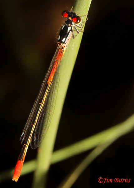 Painted Damsel older immature male, Santa Cruz Co., AZ, October 2022--4062