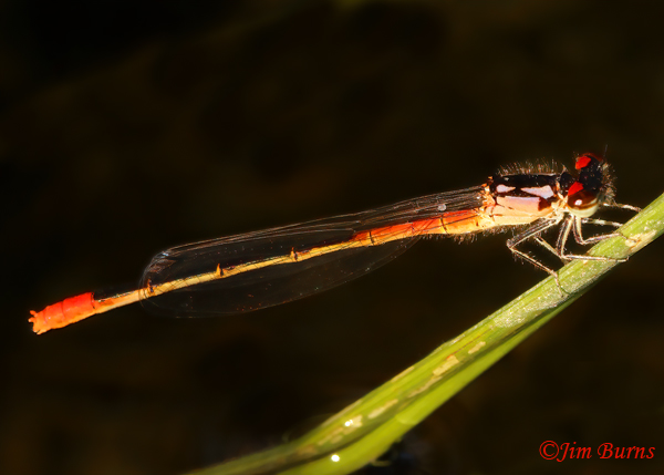 Painted Damsel immature male, Santa Cruz Co., AZ, October 2022--6822
