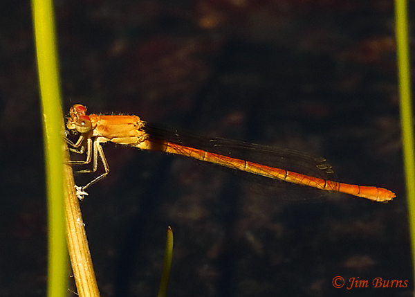 Painted Damsel immature female, Santa Cruz Co., AZ, October 2019--7339
