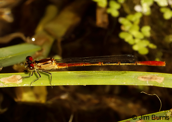 Painted Damsel immature male, Maricopa Co., AZ, June 2018--8883