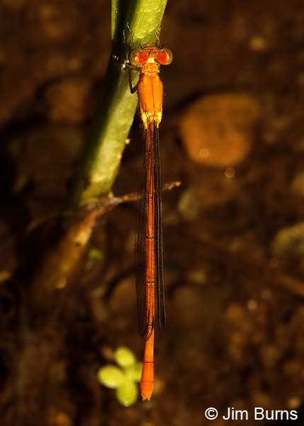 Painted Damsel immature male, Maricopa Co., AZ, June 2018--8888