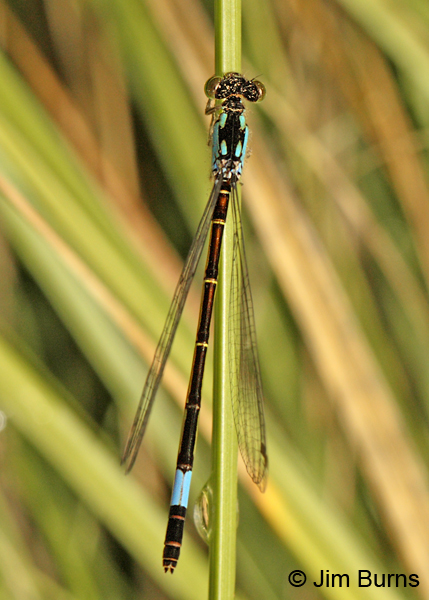 Painted Damsel female, Santa Cruz Co., AZ, July 2012
