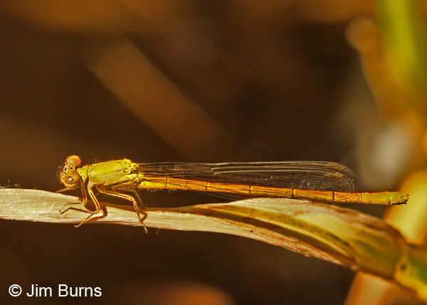 Painted Damsel immature female, Maricopa Co., AZ, April 2012