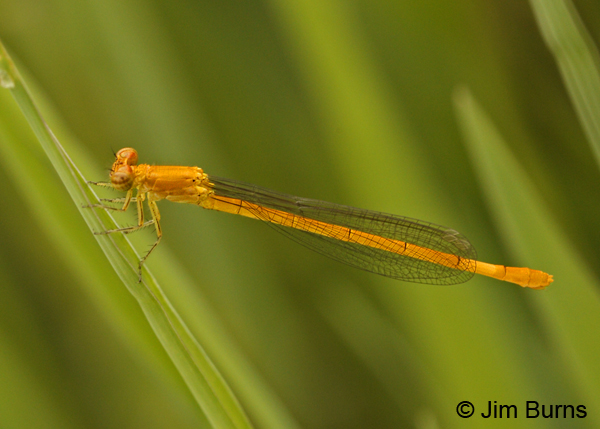 Painted Damsel immature female, Grant Co., NM, August 2012