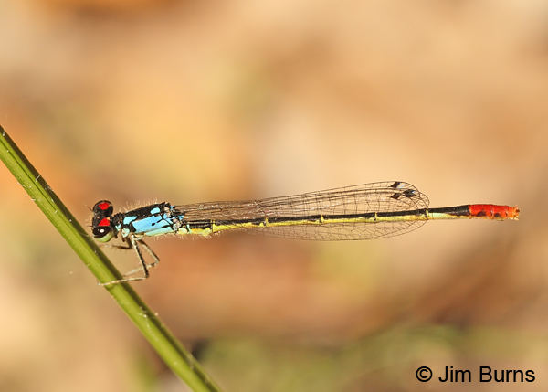 Painted Damsel male, Cochise Co., AZ, October 2013