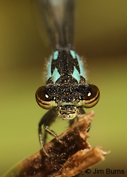 Painted Damsel mature female face shot, Maricopa Co., AZ, May 2012