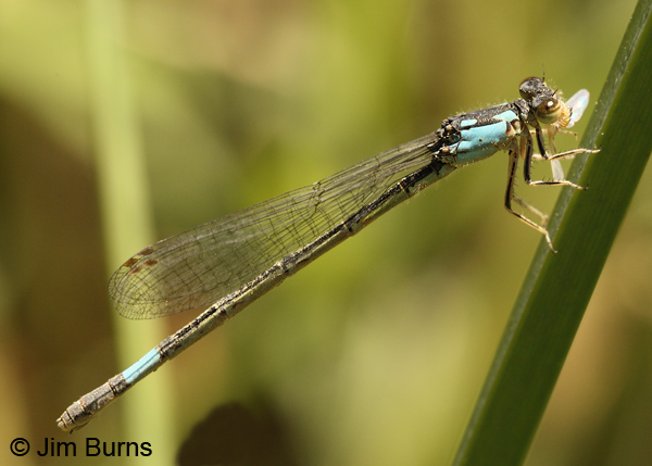 Painted Damsel mature female, Maricopa Co., AZ, May 2012