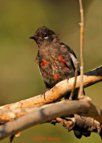 Painted Redstart juvenile--0888