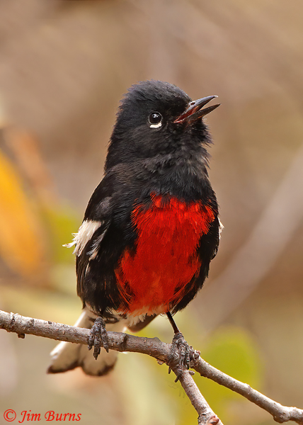 Painted Redstart singing on territory--4926