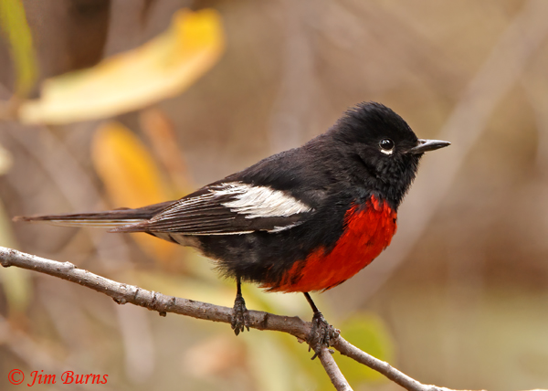 Painted Redstart--4977