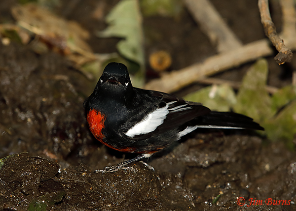 Painted Redstart eye arcs--5790