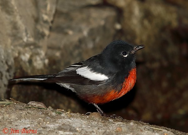 Painted Redstart--5935