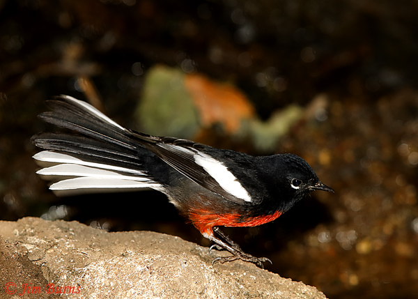 Painted Redstart tail detail--6017