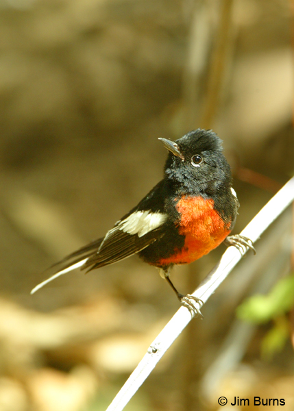 Painted Redstart vertical