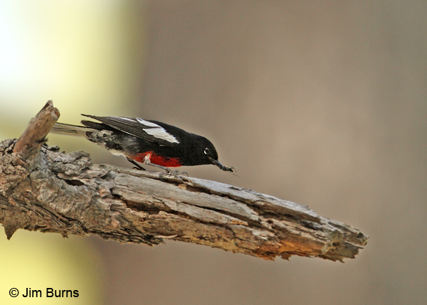 Painted Redstart with bug