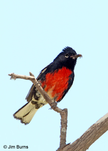 Painted Redstart with spider