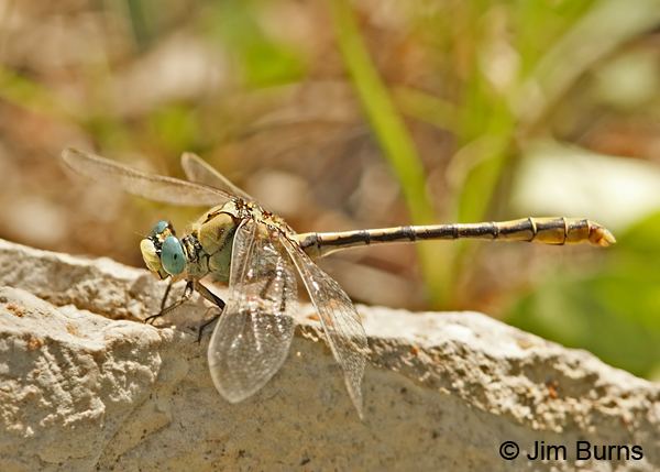 Pale Snaketail female, Sandoval Co., NM, August 2013