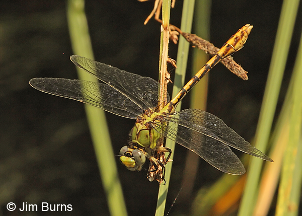 Pale Snaketail male, Jackson Co., OR, July 2013