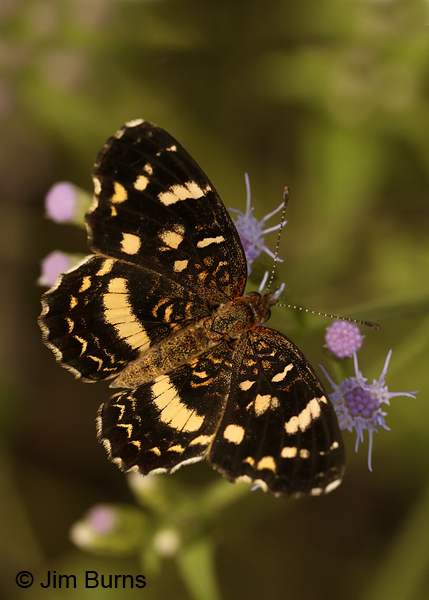 Pale-banded Crescent, Texas